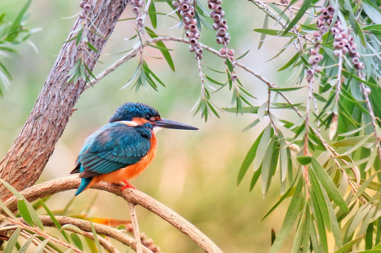 kingfisher, natural, bird-3159334.jpg