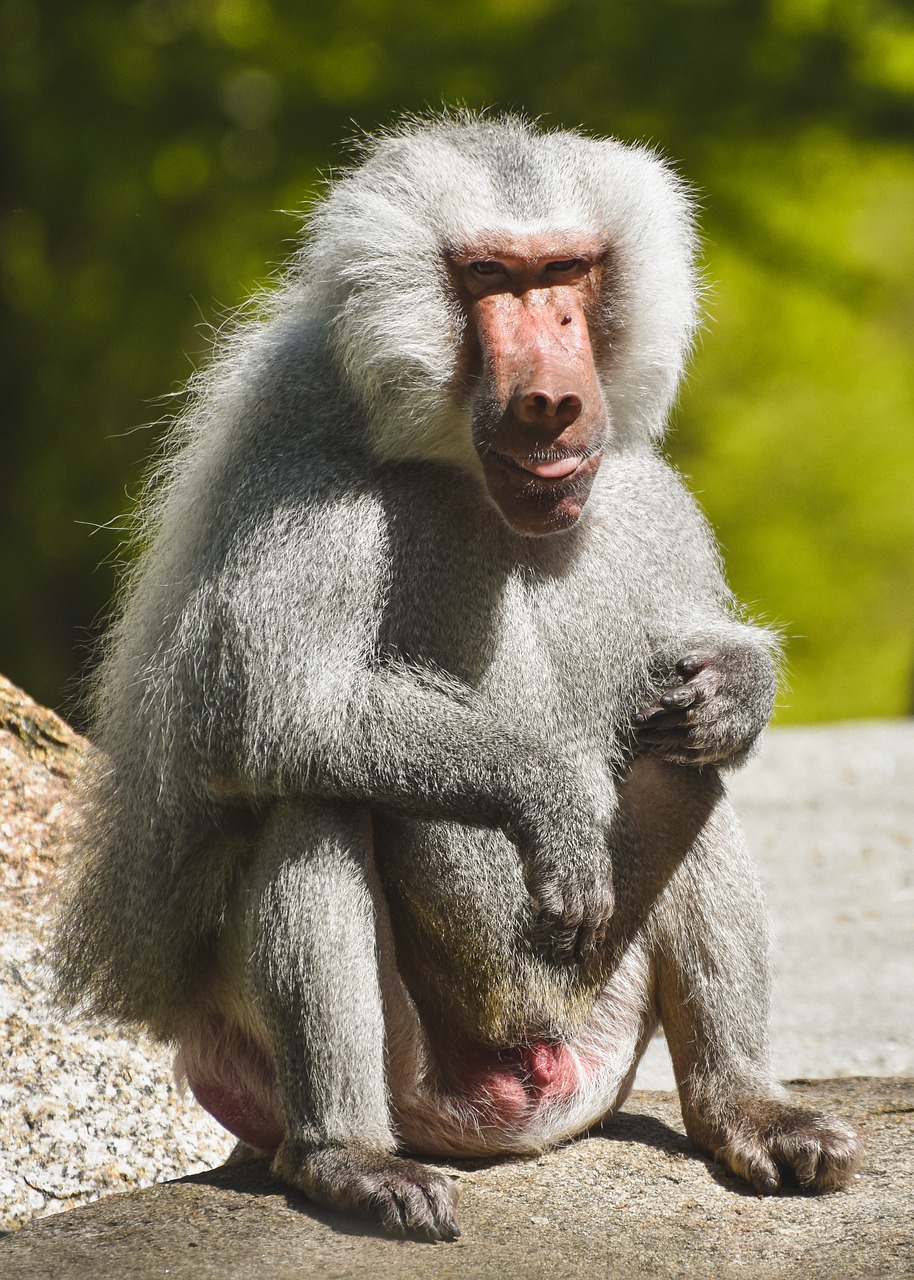 baboon, ape, animal-6989455.jpg