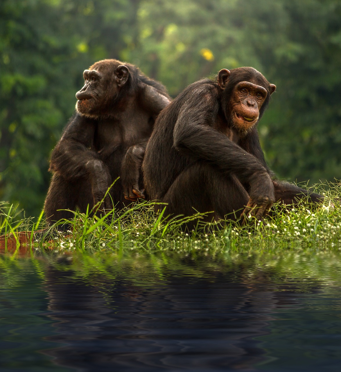 chimp, brown, bonobo-1822540.jpg