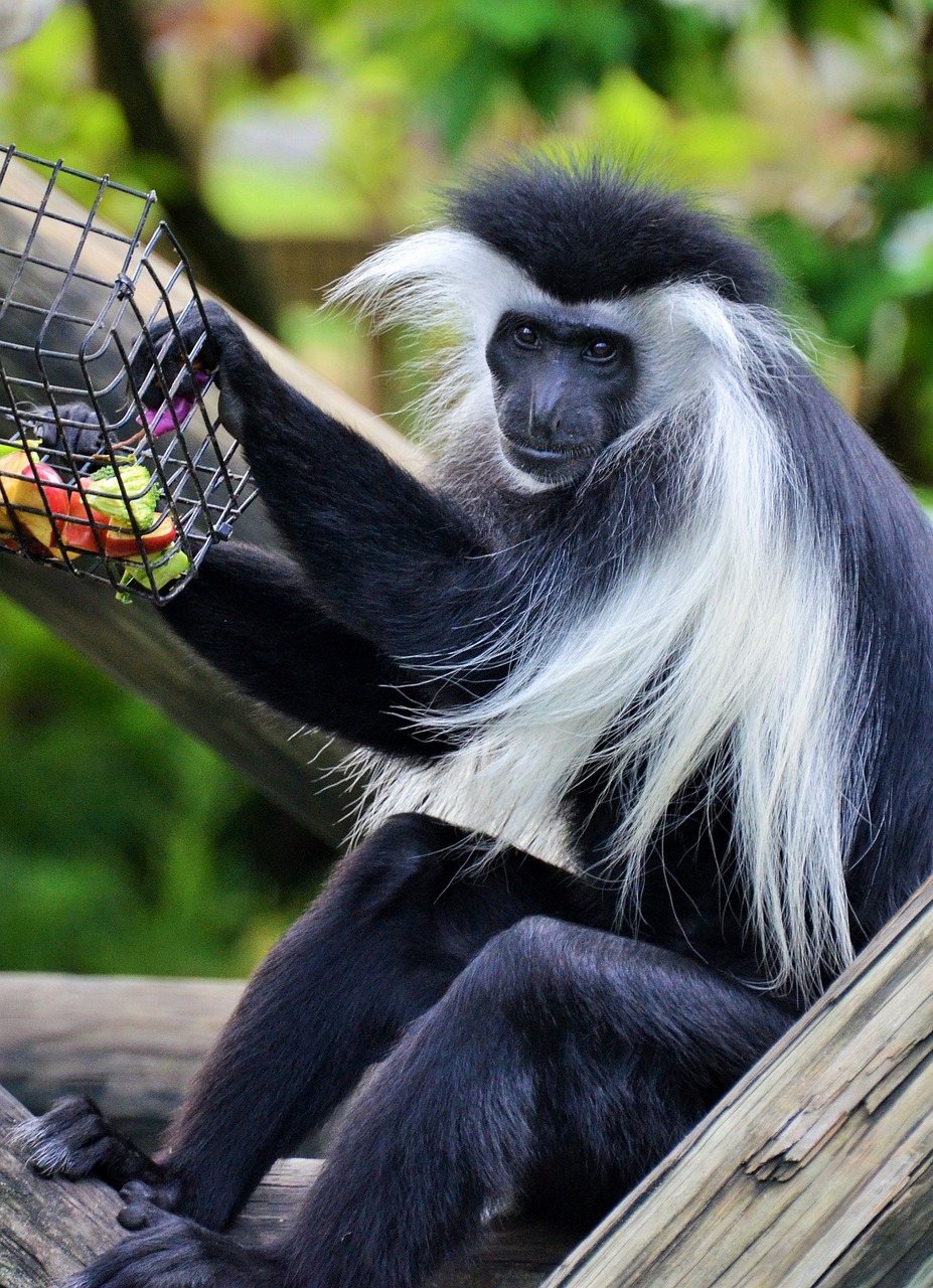 colobus, colobus guereza, monkey-1443019.jpg