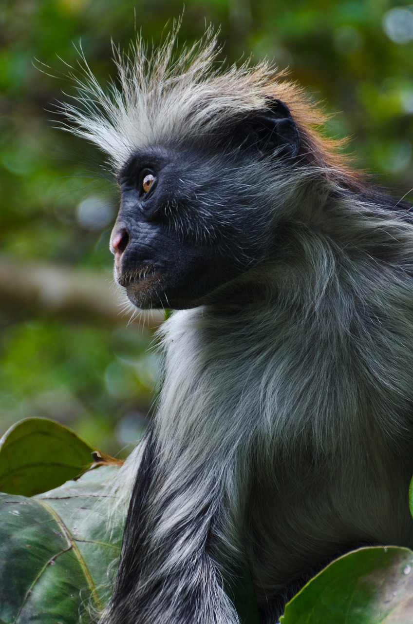 red colobus monkey, monkey, profile-1373883.jpg