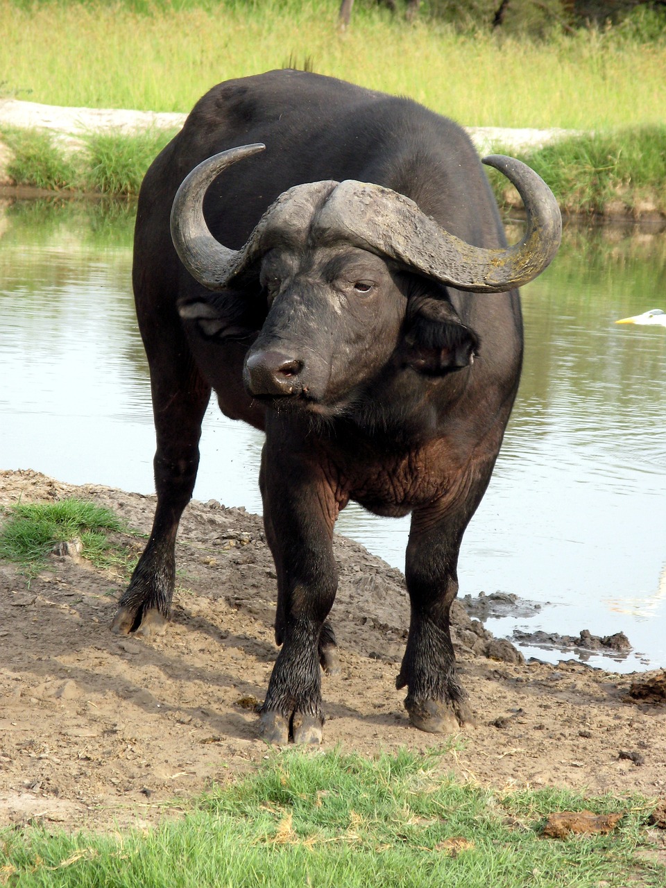 water buffalo, africa, animal-85662.jpg