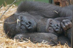 mountain gorillas, primates