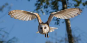 barn owl, bird, tech trek
