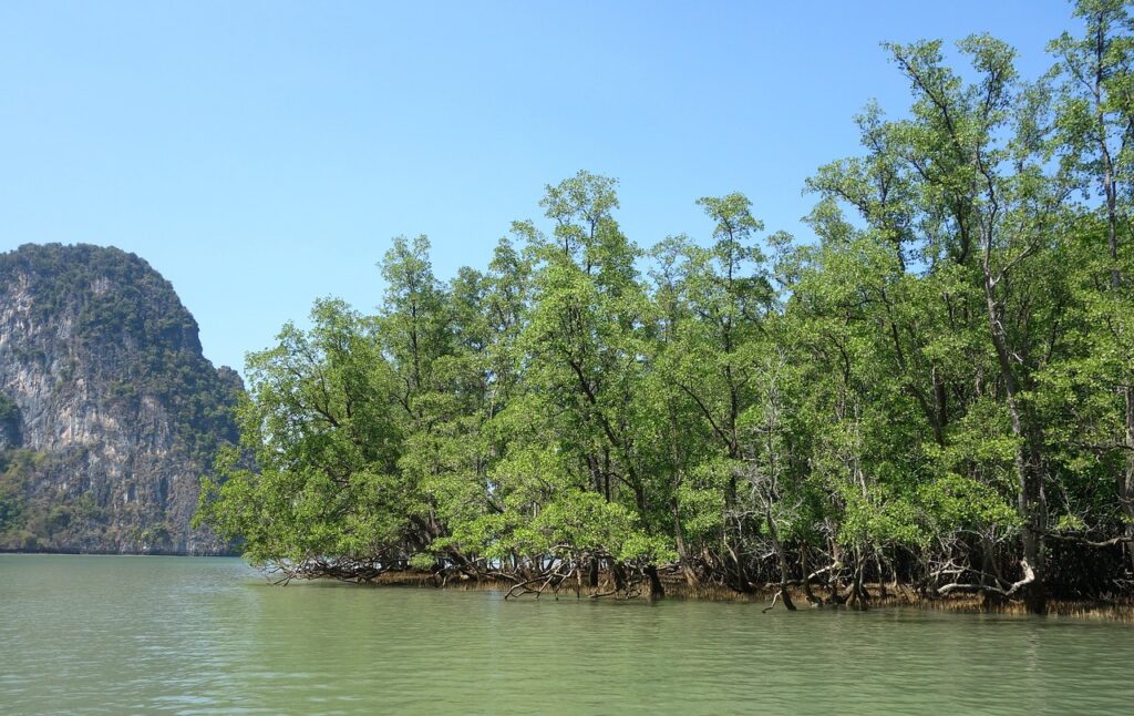 mangroves, swamp