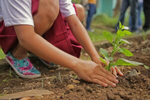 planting, environment