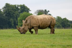 rhino, rhinoceros, wildlife conservation 