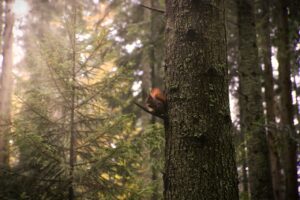 forest, nature walk